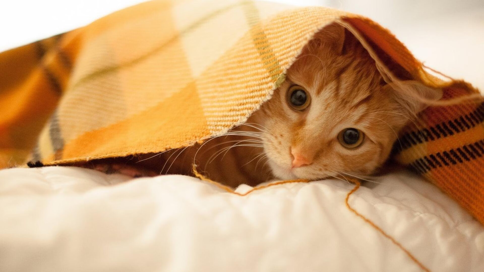 从尼斯到米兰,巴斯托尼如何成为关键先生,助葡萄牙带走胜利