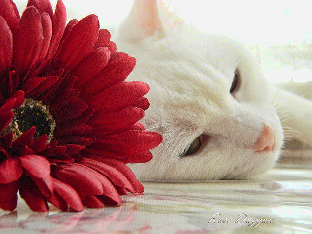 浙江队轻取快船，杜兰特连续得分拉开差距—篮球世界里的跨时空胜利