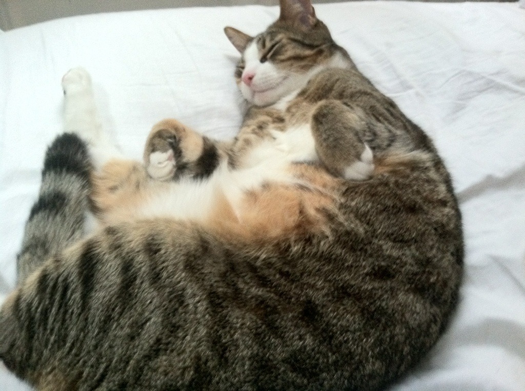 雄鹿冲垮老鹰，班凯罗如何以节奏大师之姿带动全队胜利